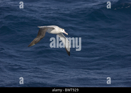 Wanderalbatros (Diomedea exulans) saßen in ruhigen Gewässern vor der