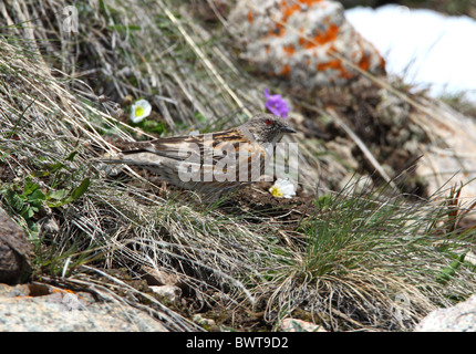 Altai beobachtet (Prunella Himalayana) Erwachsenen, stehen am Hang zur Schneegrenze, Ili-Alatu N.P., Almaty, Kasachstan, kann Stockfoto