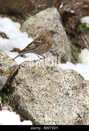 Altai beobachtet (Prunella Himalayana) Erwachsenen, thront auf Felsen am Schneegrenze, Ili-Alatu N.P., Almaty, Kasachstan, kann Stockfoto