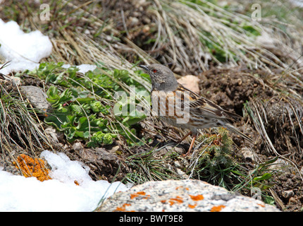 Altai beobachtet (Prunella Himalayana) Erwachsenen, stehen am Hang zur Schneegrenze, Ili-Alatu N.P., Almaty, Kasachstan, kann Stockfoto