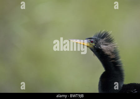 Anhinga (Anhinga Anhinga) unreif, Nahaufnahme des Kopfes, Everglades Nationalpark, Florida, U.S.A., Frühling Stockfoto