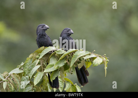 Nut-billed Ani (Crotophaga Sulcirostris) Erwachsenen paar, thront auf Zweig, Cayo District, Belize Stockfoto