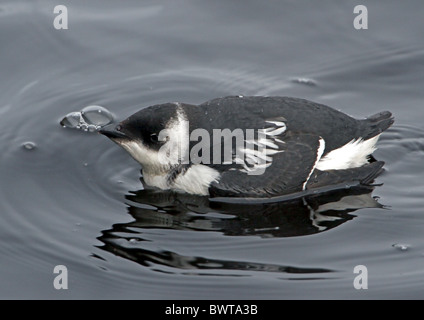 Little Auk (Alle Alle) Erwachsene, Winterkleid, auf dem Wasser, Finnland, november Stockfoto