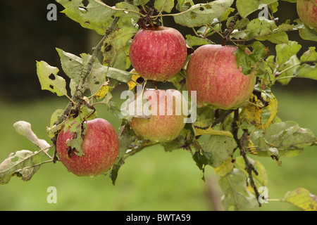 Apfel (Malus Domestica) 'Crowngold', stark gefärbten Sport von 'Jonagold', Frucht am Baum im Obstgarten, Shropshire, kultiviert Stockfoto