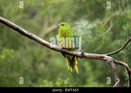 Orange-bellied Papagei (Neophema Chrysogaster) Erwachsenen, thront auf Zweig, Australien Stockfoto