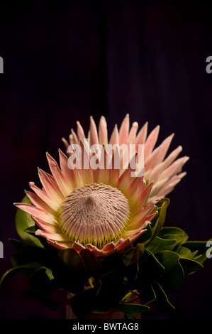 König Protea Protea cynaroides Stockfoto