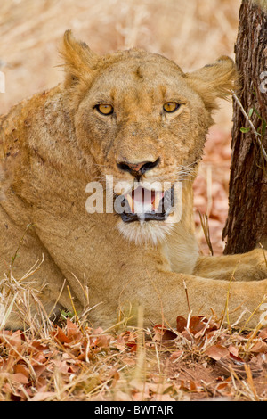 Porträt eines weiblichen Löwen (Panthera Leo) im Busch. Das Foto wurde im Krüger Nationalpark, Südafrika. Stockfoto