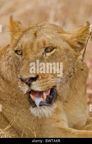 Porträt eines weiblichen Löwen (Panthera Leo) im Busch. Das Foto wurde im Krüger Nationalpark, Südafrika. Stockfoto