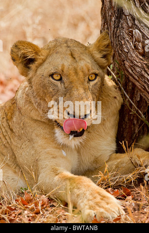 Porträt eines weiblichen Löwen (Panthera Leo) im Busch. Das Foto wurde im Krüger Nationalpark, Südafrika. Stockfoto