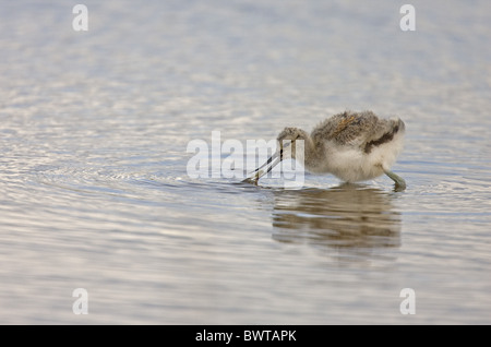 Eurasische Säbelschnäbler (Recurvirostra Avocetta) Küken, Fütterung in Wasser, Cley Marshes, Norfolk Wildlife Trust Reserve, Cley-Next-the-Sea, Norfolk, England Stockfoto