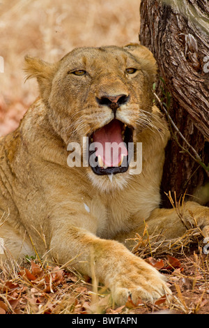 Porträt eines weiblichen Löwen (Panthera Leo) im Busch. Das Foto wurde im Krüger Nationalpark, Südafrika. Stockfoto