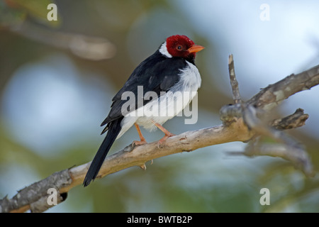 Gelb-billed Kardinal (Paroaria Capitata) Männchen, thront auf Zweig, Pantanal, Mato Grosso, Brasilien Stockfoto