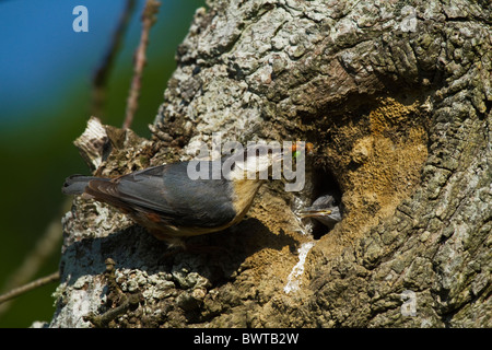 Kleiber (Sitta Europaea) Erwachsenen jungen im Baum hole.at füttert das Nest. Stockfoto