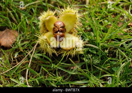 Edelkastanie auf dem Waldboden im Herbst Stockfoto