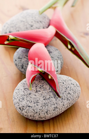 Heliconia rot auf Steinen als Nahaufnahme Stockfoto