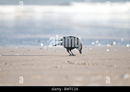 AAS-Krähe (Corvus Corone) auf der Suche nach Essen am Strand. Gemeinsame, Northumberland, UK Stockfoto