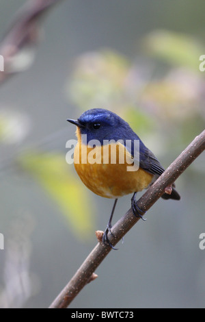 Rufous-breasted Bush-Robin (Tarsiger Hyperythrus) Männchen, thront auf Zweig, Arunachal Pradesh, Indien, Dezember Stockfoto