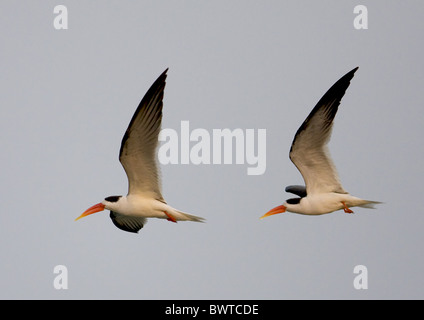 Zwei Erwachsene Indian Skimmer (Rynchops Albicollis), im Flug, Chambal River, Rajasthan, Indien, Januar Stockfoto