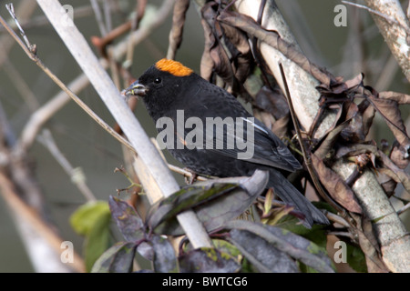 Gold-Himalaja-Finch (Pyrrhoplectes Epauletta) erwachsenen Männchen sammeln Nistmaterial, Arunachal Pradesh, Indien, Dezember Stockfoto