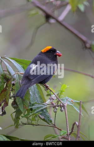 Gold-Himalaja-Finch (Pyrrhoplectes Epauletta) Männchen, ernähren sich von Beeren, Gaoligongshan, Provinz Yunnan, China Stockfoto