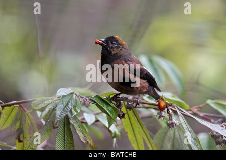 Gold-Himalaja-Finch (Pyrrhoplectes Epauletta) Erwachsenen, nicht-Zucht Gefieder, Fütterung auf wilde Himbeeren, Gaoligongshan, Provinz Yunnan, China Stockfoto