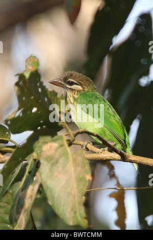 Weiße-cheeked Barbet (Megalaima Viridis) Erwachsene, thront auf Zweig, Periyar Heiligtum, Kerala, Indien, Januar Stockfoto