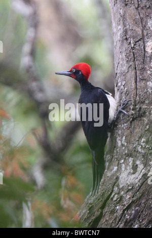 White-bellied Woodpecker (Dryocopus Javensis) Männchen, klammerte sich an Baumstamm, Periyar Heiligtum, Kerala, Indien, Januar Stockfoto