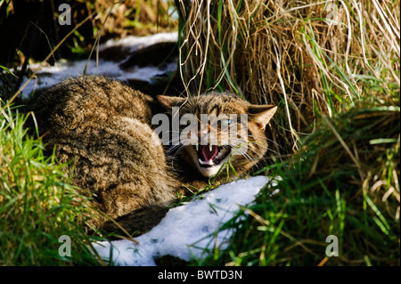 Schottische Wildkatze Felis Sylvestris im Schnee zeigen defensiv darstellen Stockfoto