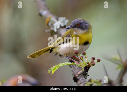 Gelb-breasted Apalis (Apalis Flavida) Männchen, thront auf Zweig, Lake Naivasha, Kenia, Oktober Stockfoto