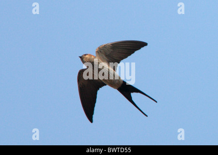 Gekerbten Schwalbe (Hirundo Striolata) Erwachsenen, während des Fluges, südwestlichen Provinz Yunnan, China, März Stockfoto