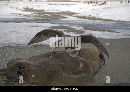 Nördlichen Riesen-Sturmvogel (Macronectes Halli) Erwachsenen, aufräumen, ernähren sich von Toten See-Elefant Karkasse, südlichen Atlantik, Süd-Georgien Stockfoto