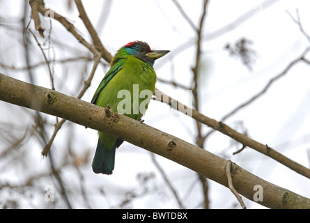 Blau-throated Barbet (Megalaima Asiatica) Erwachsene, thront auf Zweig, Koshi Tappu, Nepal, Januar Stockfoto