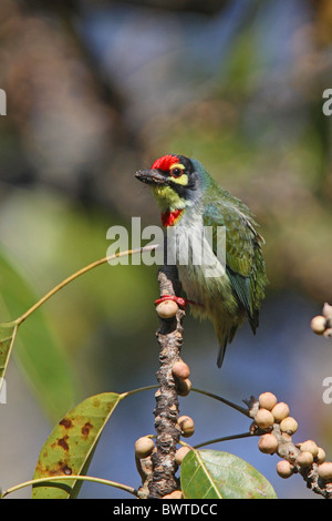 Kupferschmied Barbet (Megalaima Haemacephala) Erwachsene, thront in Feigenbaum, Karnataka, Indien, Februar Stockfoto