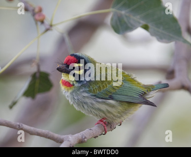 Kupferschmied Barbet (Megalaima Haemacephala) Erwachsene, thront auf Zweig, Bharatpur N.P., Rajasthan, Indien, Januar Stockfoto