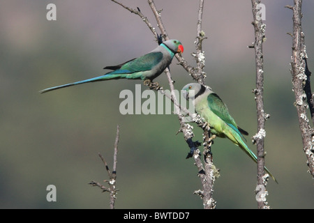 Malabar Sittich (geflohen Columboides) Erwachsenen paar, thront auf Zweig, Karnataka, Indien, Februar Stockfoto