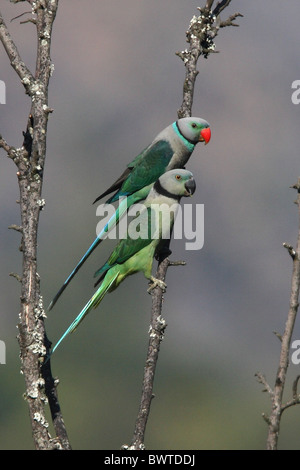 Malabar Sittich (geflohen Columboides) Erwachsenen paar, thront auf Zweig, Karnataka, Indien, Februar Stockfoto