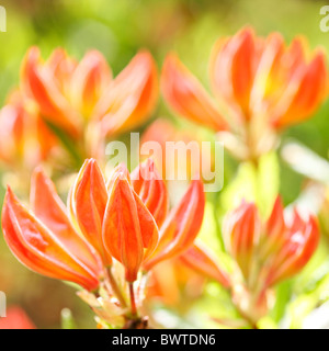 schöne orange Azalea Knospen, Harmonie in der Natur Jane Ann Butler Fotografie JABP910 Stockfoto