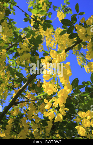 Botanik, Goldregen, "Gemeinsame Goldregen (Laburnum anagyroides