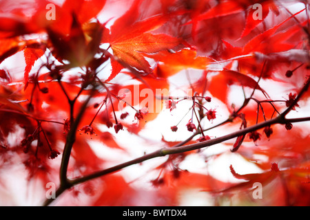 atmosphärische rote Ahornbaum Jane Ann Butler Fotografie JABP909 Stockfoto