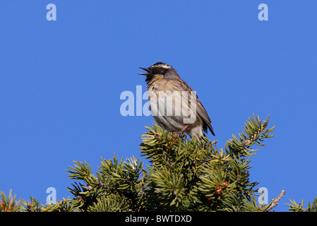 Black-throated beobachtet (Prunella Atrogularis Huttoni) Männchen, thront in Nadelbaum Baum, Ili-Alatau N.P., Almaty, Kasachstan, Stockfoto