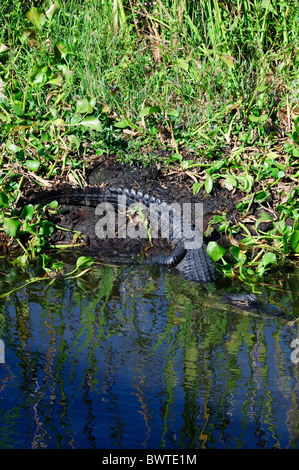 Alligator, New Orleans-Sümpfe Stockfoto