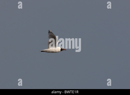 Relikt Gull (Ichthyaetus Relictus) Erwachsenen, während des Fluges, See Alakol, Kasachstan, Juni Stockfoto