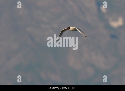 Relikt Gull (Ichthyaetus Relictus) Erwachsenen, während des Fluges, See Alakol, Kasachstan, Juni Stockfoto