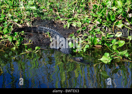 Alligator, New Orleans-Sümpfe Stockfoto