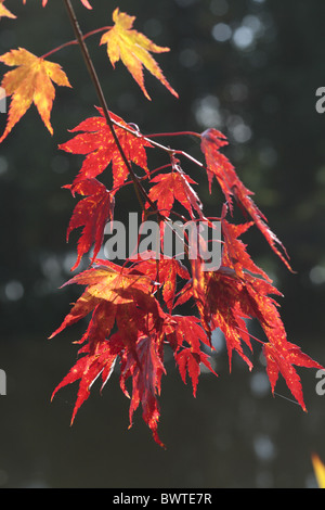 Acer Palmatum Ahorn japanischen roten Natur Natur Umwelt Europa Europäische Powys Montgomeryshire Britain British Stockfoto