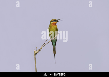 Blau-tailed Bienenfresser (Merops Philippinus) Erwachsenen, mit der Aufforderung, thront auf Zweig, Goa, Indien, november Stockfoto