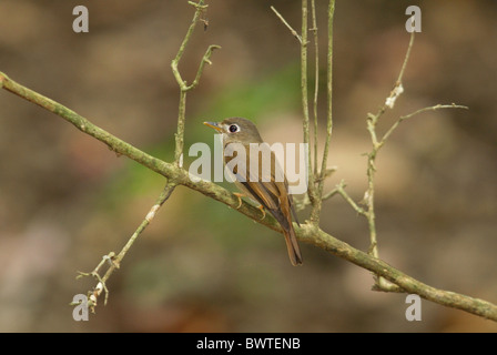 Brown-breasted Flycatcher (Muscicapa Muttui) Erwachsene, thront auf Zweig in Wald, Yala West N.P., Sri Lanka Stockfoto