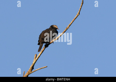 White-gekrönte Taube (Columba Leucocephala) Erwachsene, thront auf Toten Ast, Marshalls Stift, Jamaika, november Stockfoto