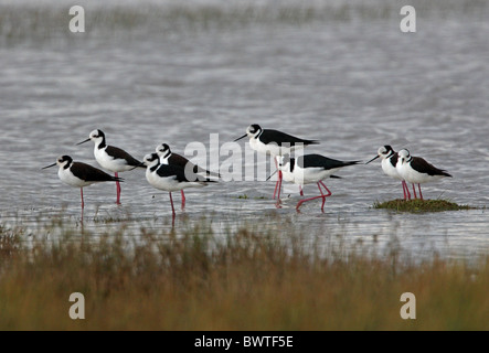 South American Stelzenläufer (Himantopus Melanurus) Erwachsene Gruppe stehen im flachen Wasser, Jujuy, Argentinien, Januar Stockfoto