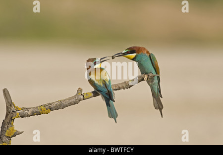 Europäische Bienenfresser (Merops Apiaster) Erwachsenen paar, Balz Fütterung, Weitergabe Insekt, thront auf Zweig, Spanien Stockfoto